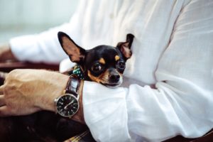commercial real estate license cute pupper