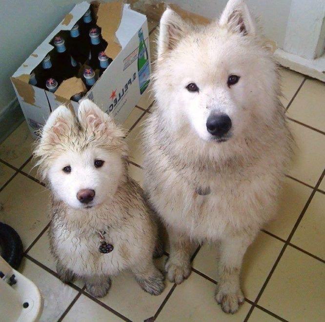 dirty fluffy dogs
