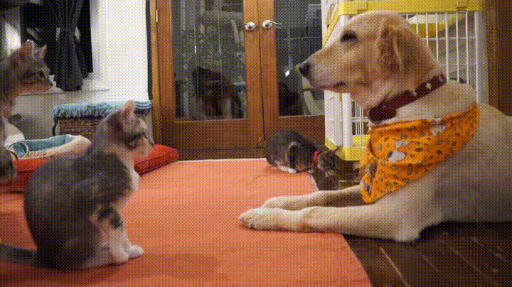 kittens with dog gif