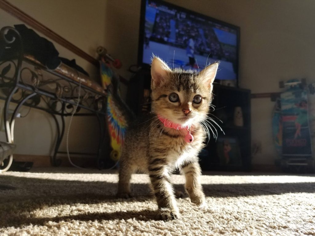 tiny-kitten