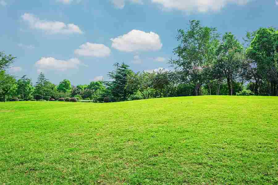 Field of grass and trees.