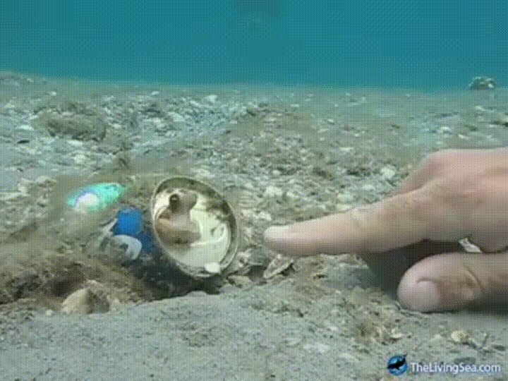 Baby octopus lives in a can gif