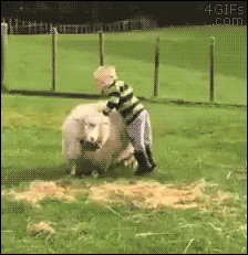 kid riding sheep gif