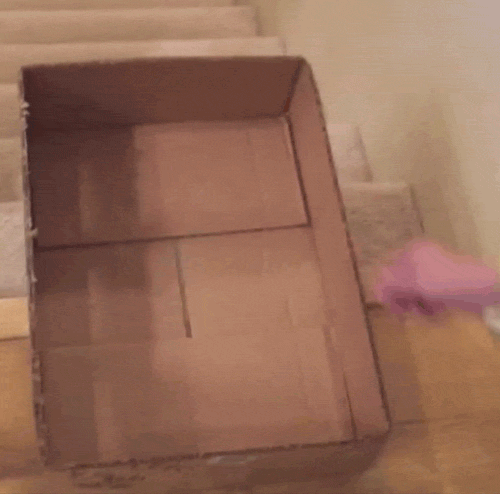 cat sliding cardboard box gif