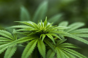 Close up shot of marijuana plant.