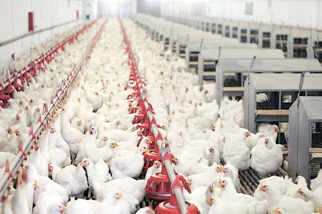 poultry farming