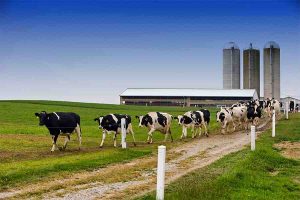 small dairy farming