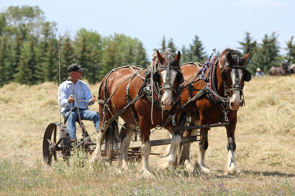 A man riding a horse and buggy in North Dakota