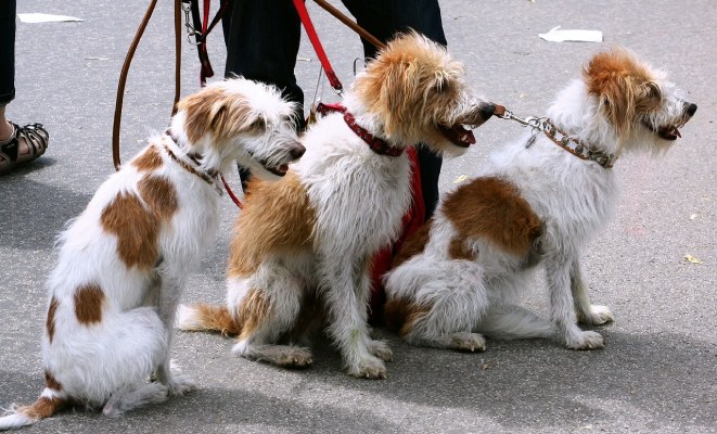 Dogs on leashes. Photo by 12019 on Pixabay