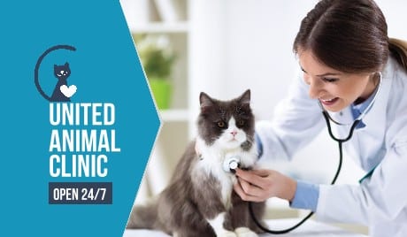 Screenshot of United Animal Clinic Business Cards Sample