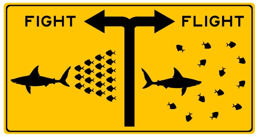 Fight or flight graphic with shark and school of fish in a yellow background.