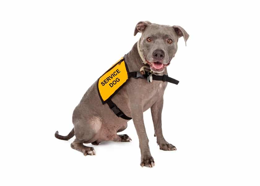 Cute dog in yellow vest with "Service Dog" printed on it.