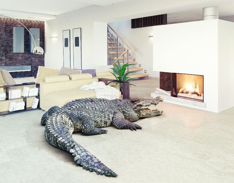Crocodile in the living room.