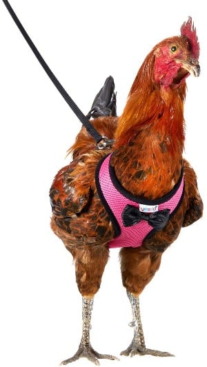 Chicken harness with leash.