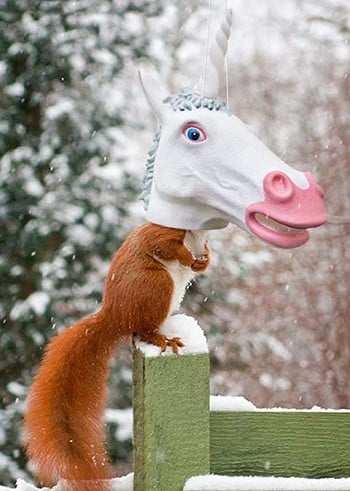 Unicorn head squirrel feeder.