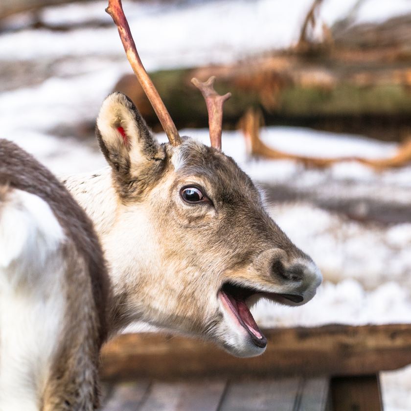 Funny shocked reindeer on a winter day.