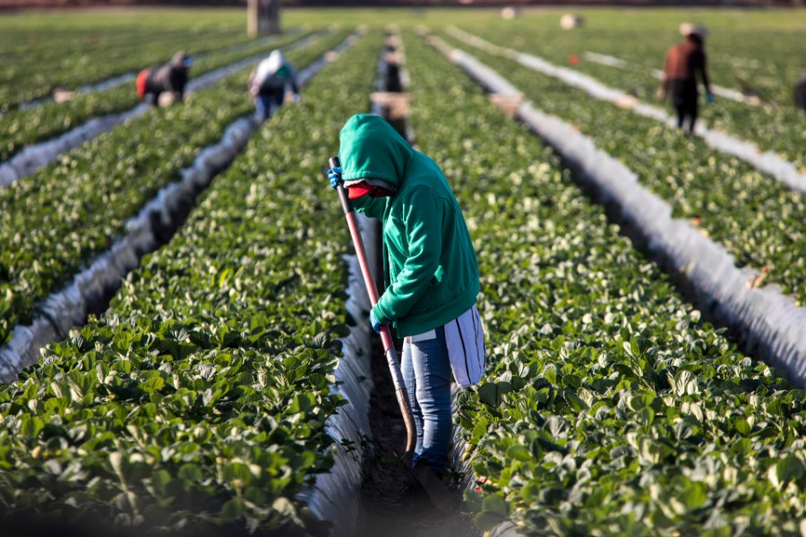 Woman farm worker in green sweatshirt in strawberry field with shovel and other farms workers and rows of strawberry plants in background.