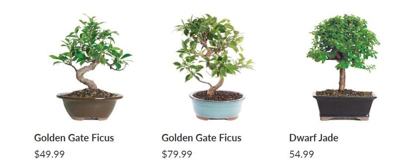 Potted bonsai plants meaningful going-away gifts from Bonsai Empire.