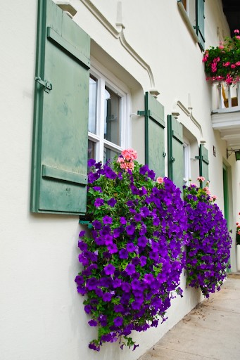Large purple trailing flowers coming from a window box