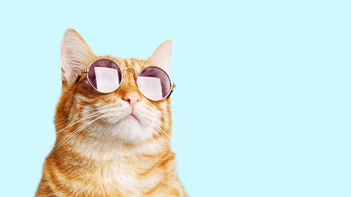 A ginger cat wearing sunglasses.
