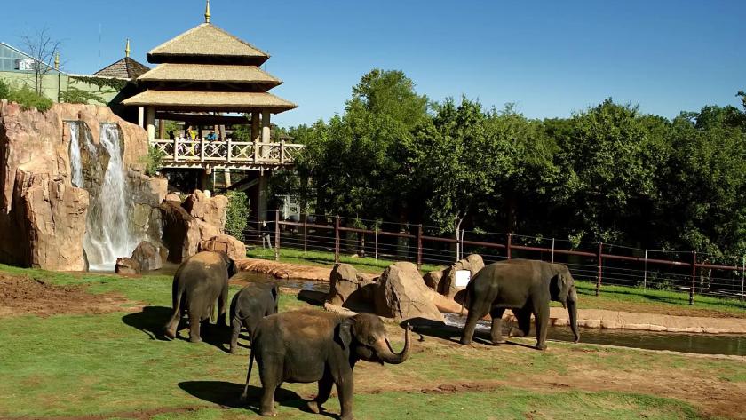 Elephants in Oklahoma City Zoo