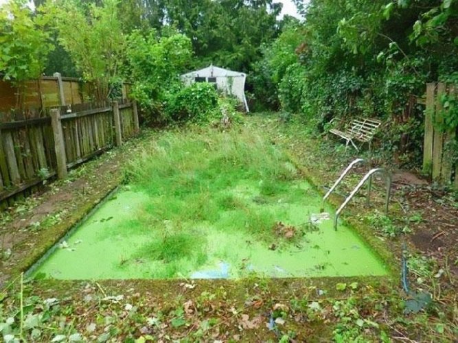 Neglected in-ground swimming pool with green water and swamp growth.
