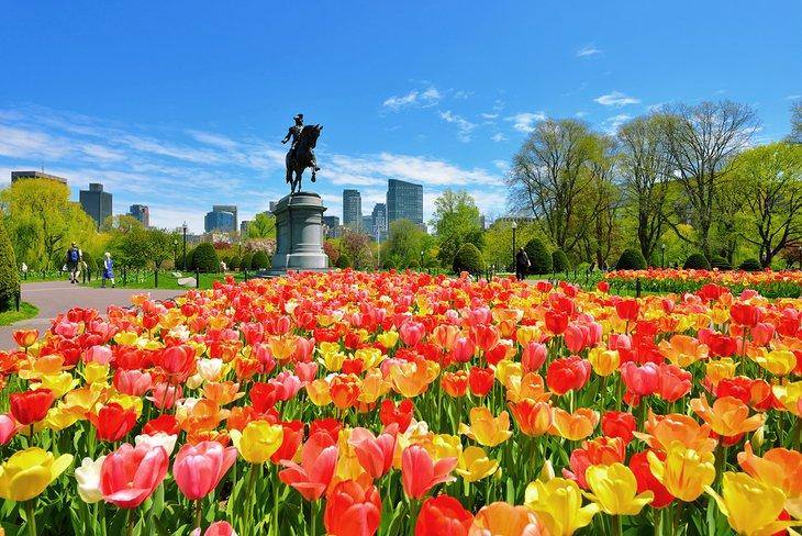Tulips blooming in Public Garden, Boston, Massachusetts.