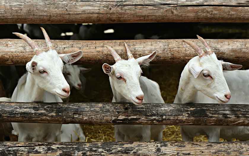 Three goats peeking out of a log fence. By MabelAmber on Pixabay.