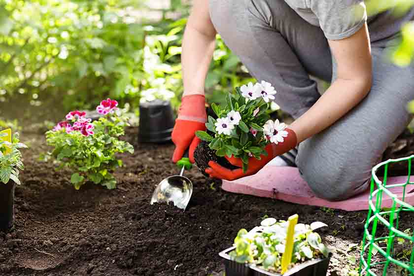 A person planting flowers in a garden.