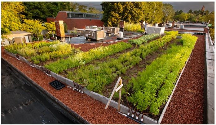 six small rows of crops being grown on the roof of an urban building.