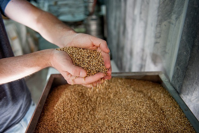 Image of a man handling barley in a box before brewing beer. image by uirams on Pixabay