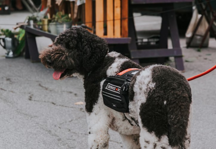Black-and-white dog in a service dog vest.