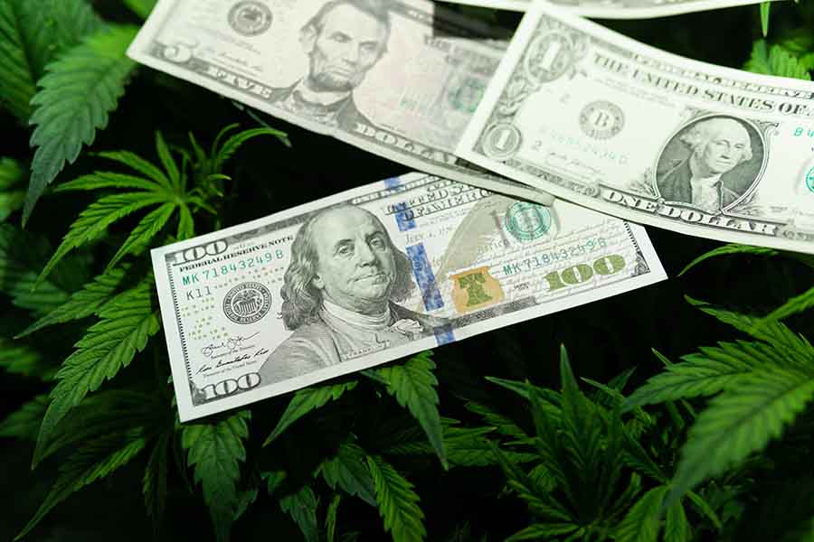 American dollar bills on Cannabis leaves.