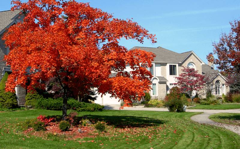 A deciduous tree in front of a home.