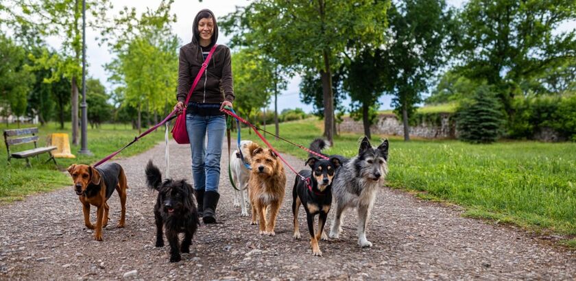 A person walking with five dogs on leashes through a path in a wooded area