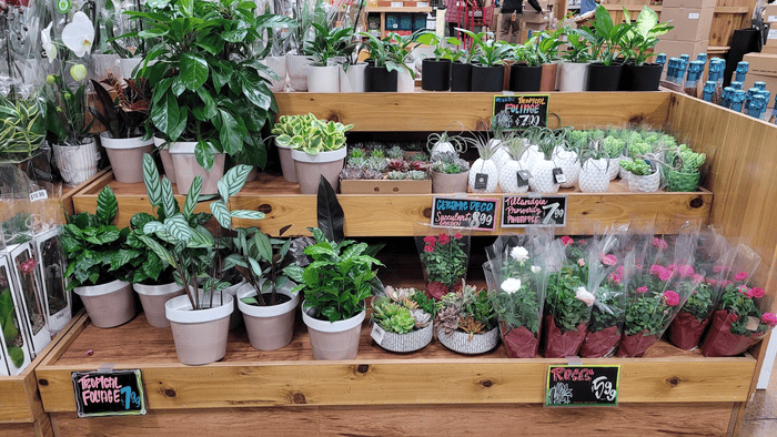 Shelf of plants and flower bouquets