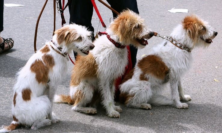 Three dogs on leashes out for a walk