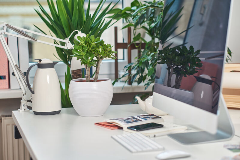 Modern bright office with computer on the table with plants, kettle, mobile phone, and keyboard.