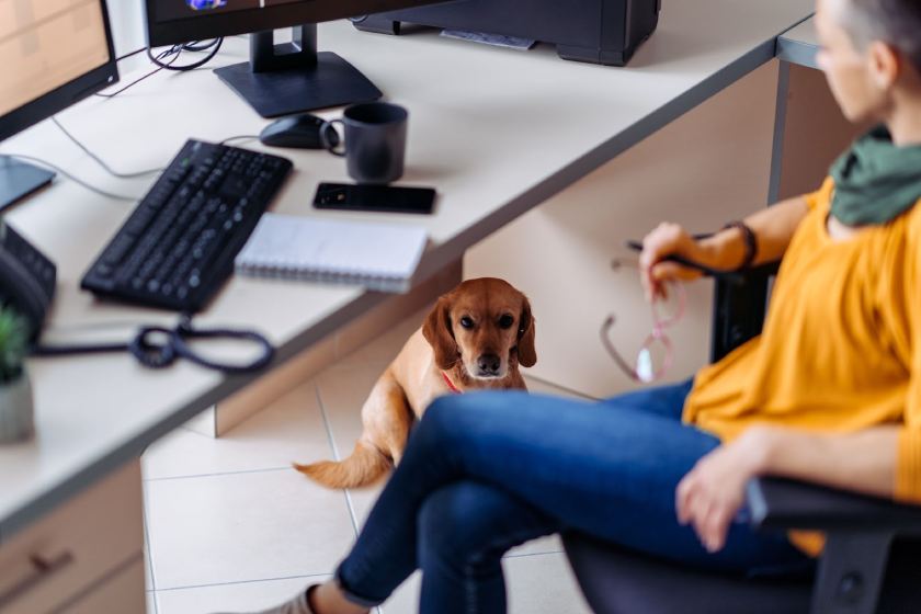 Dog sitting under the desk in the office