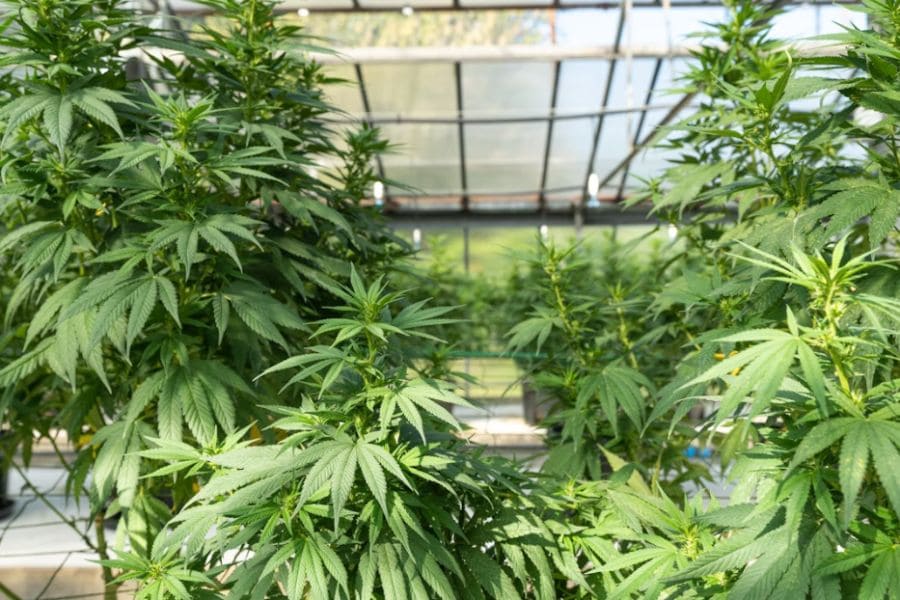 Cannabis plants