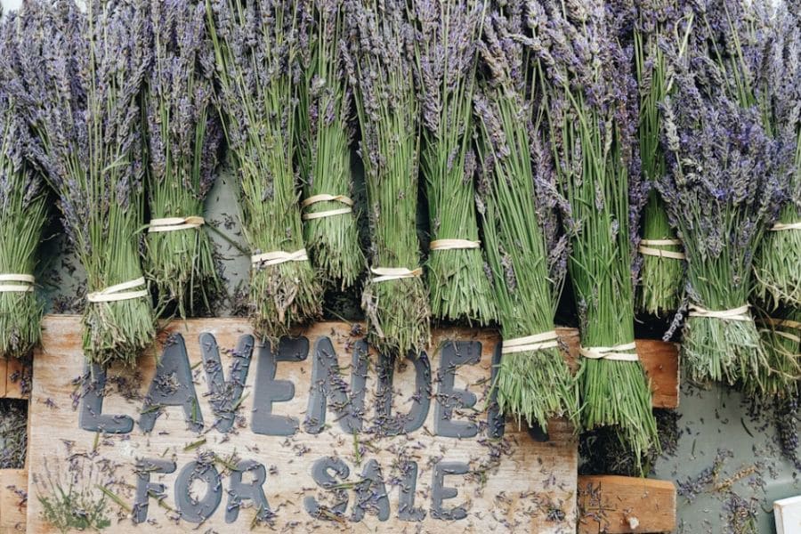Lavender for sale