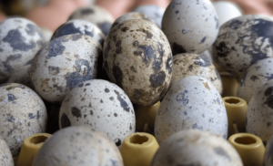 Quail eggs