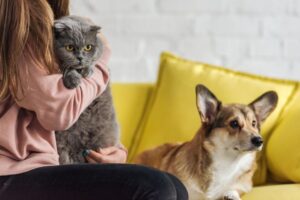 cropped shot of woman sitting on couch with corgi dog and scottish fold cat